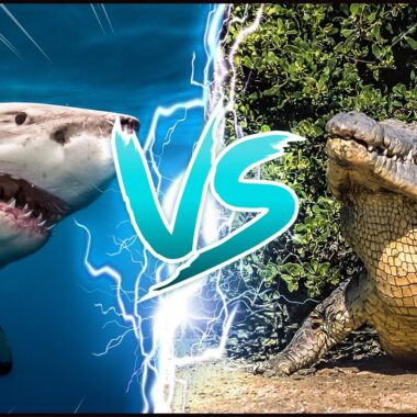 Anaconda vs Crocodile: Ultimate Predator Showdown