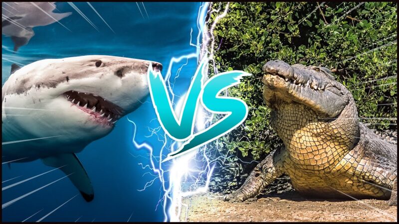 Anaconda vs Crocodile: Ultimate Predator Showdown