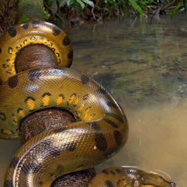 Anaconda Weight: Size Facts of These Massive Snakes