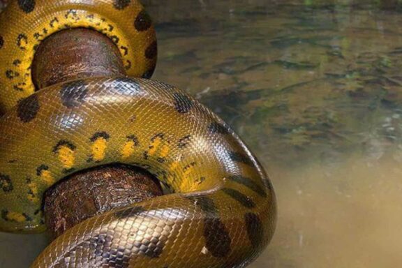 Anaconda Weight: Size Facts of These Massive Snakes