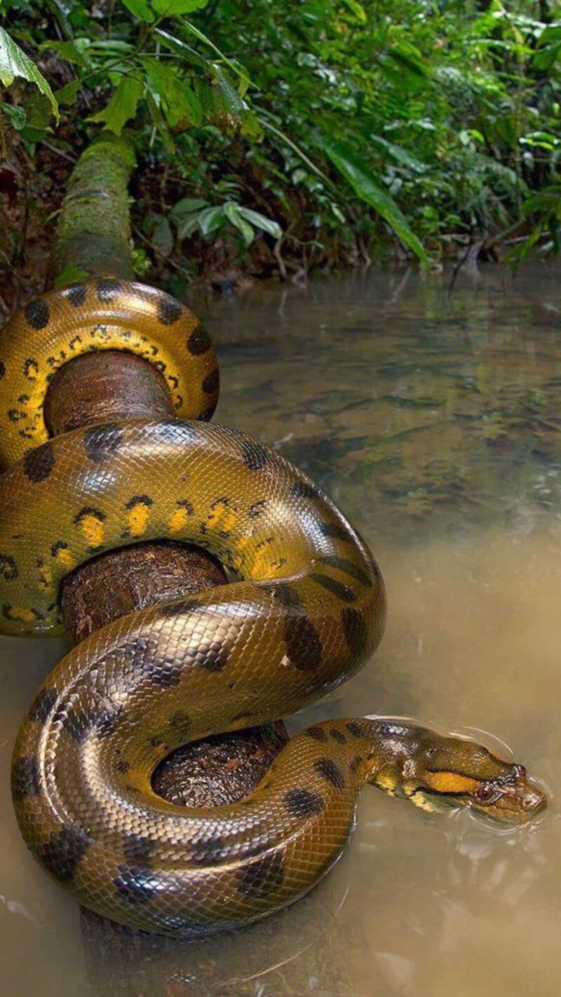 Anaconda Weight: Size Facts of These Massive Snakes