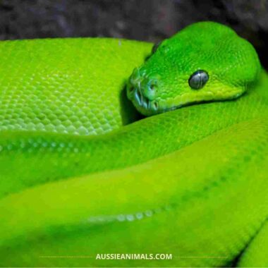 Arboreal Snake Species: Complete Guide to Tree Snakes