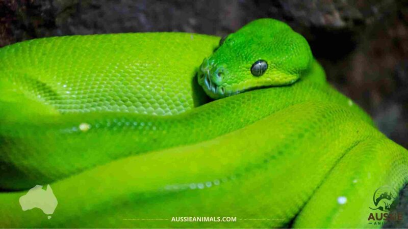 Arboreal Snake Species: Complete Guide to Tree Snakes