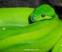 Arboreal Snake Species: Complete Guide to Tree Snakes