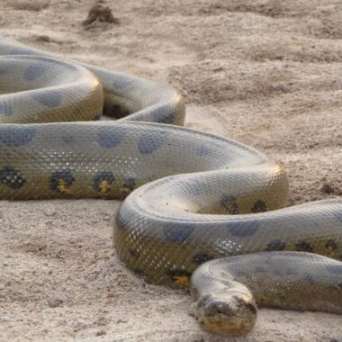 Are Anacondas Boas? Family Classification Explained