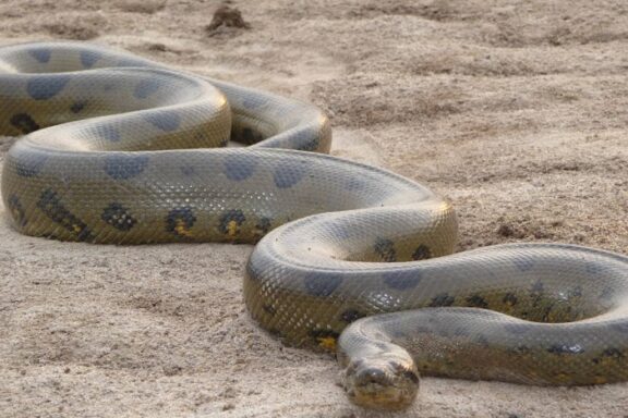 Are Anacondas Boas? Family Classification Explained