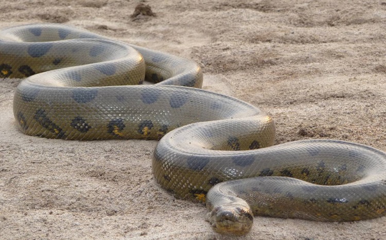 Are Anacondas Boas? Family Classification Explained