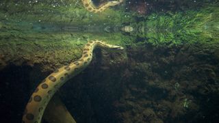 Are Anacondas Endangered? Current Status Revealed