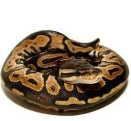 Are Ball Pythons an Invasive Species? Facts