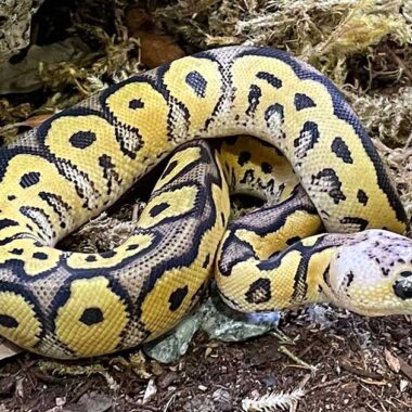 Are Ball Pythons Poisonous? Myths Debunked