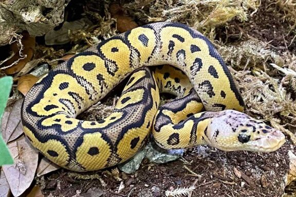 Are Ball Pythons Poisonous? Myths Debunked