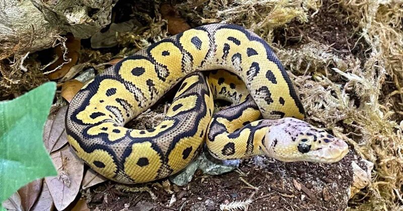 Are Ball Pythons Poisonous? Myths Debunked