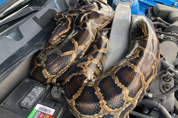 Are Burmese Python Poisonous: Safety Facts