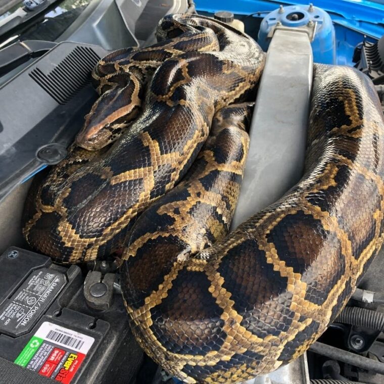 Burmese Python Predators: Natural Threats Guide