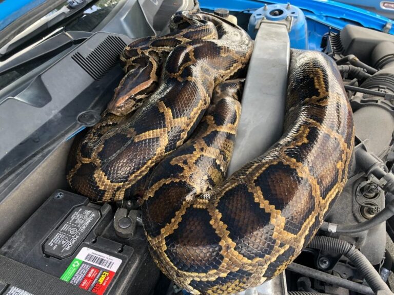 Are Burmese Python Poisonous: Safety Facts
