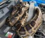 Are Burmese Python Poisonous: Safety Facts