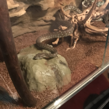 Are Carpet Pythons Aggressive: Behavior Insights