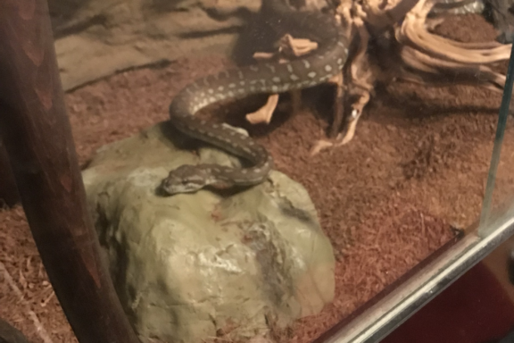 Are Carpet Pythons Aggressive: Behavior Insights