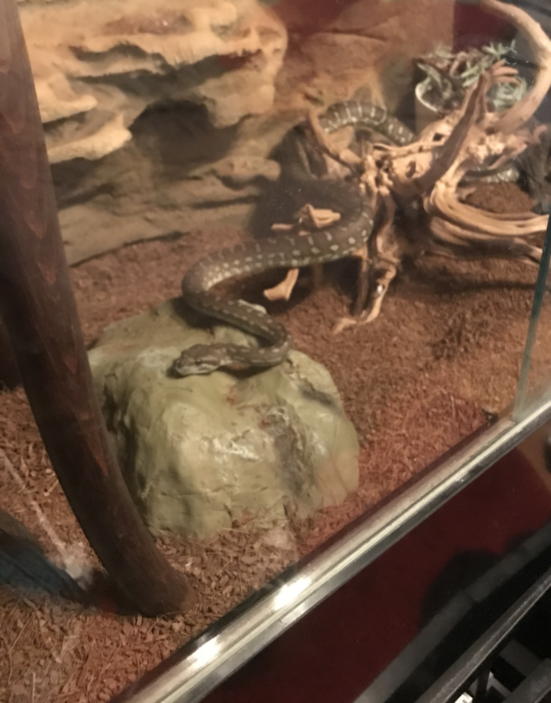 Are Carpet Pythons Aggressive: Behavior Insights