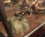 Are Carpet Pythons Aggressive: Behavior Insights