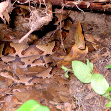 Are Copperhead Snakes Aggressive: Behavior Facts