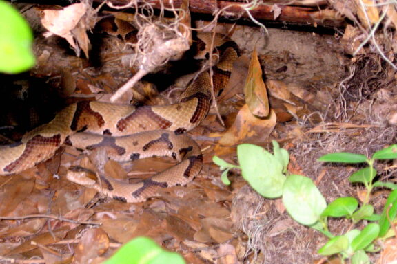 Are Copperhead Snakes Aggressive: Behavior Facts