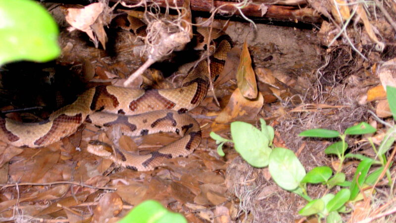 Are Copperhead Snakes Aggressive: Behavior Facts