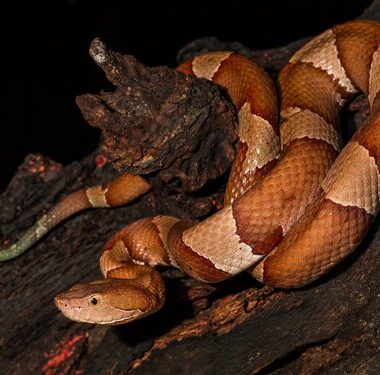 Are Copperhead Snakes Endangered: Conservation Status