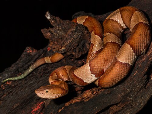 Are Copperhead Snakes Endangered: Conservation Status