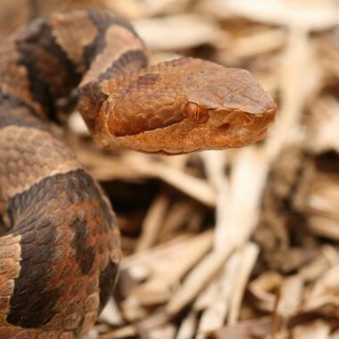 Are Copperhead Snakes Nocturnal: Activity Patterns