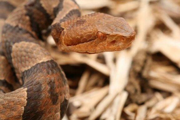 Are Copperhead Snakes Nocturnal: Activity Patterns