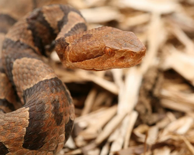 Are Copperhead Snakes Nocturnal: Activity Patterns