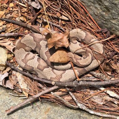 Are Copperhead Snakes Poisonous: Expert Guide