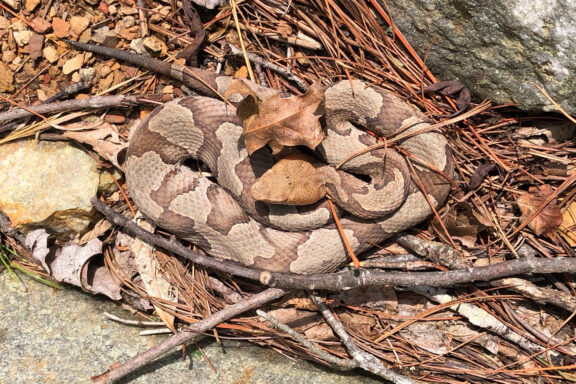 Are Copperhead Snakes Poisonous: Expert Guide