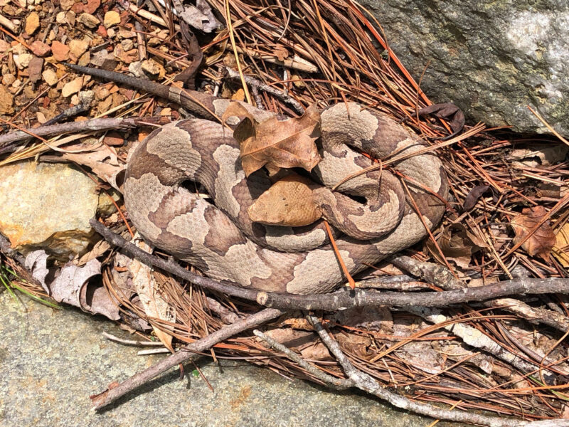 Are Copperhead Snakes Poisonous: Expert Guide