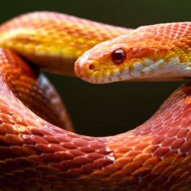 Are Corn Snakes Aggressive? Temperament Overview