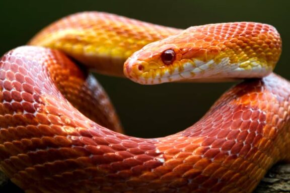 Are Corn Snakes Aggressive? Temperament Overview