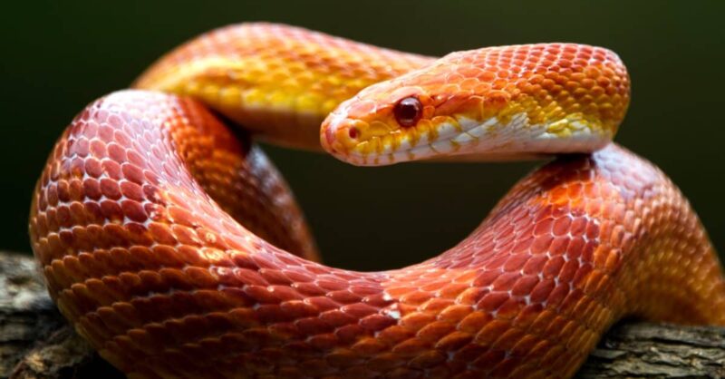 Are Corn Snakes Aggressive? Temperament Overview