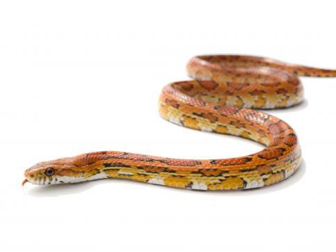 Are Corn Snakes Arboreal? Habitat Preferences