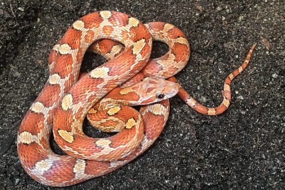 Are Corn Snakes Dangerous? Myths Debunked