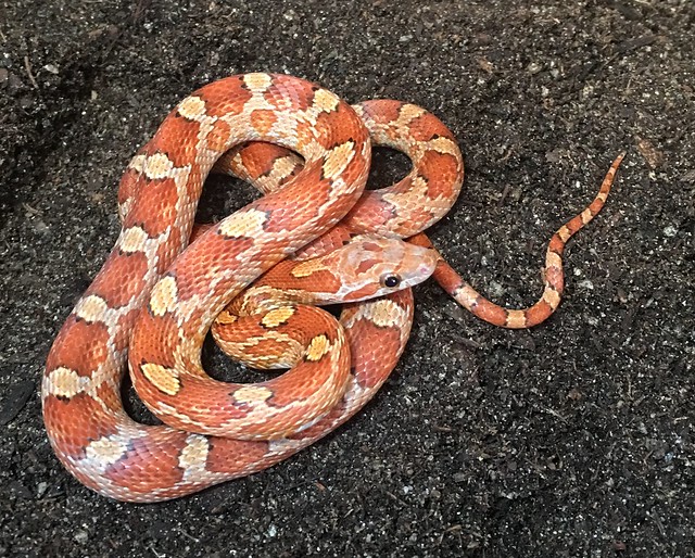 Are Corn Snakes Dangerous? Myths Debunked