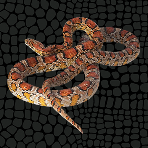 Are Corn Snakes Nocturnal? Activity Patterns