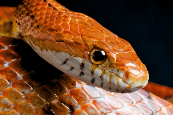 Are Corn Snakes Poisonous or Safe Pets?