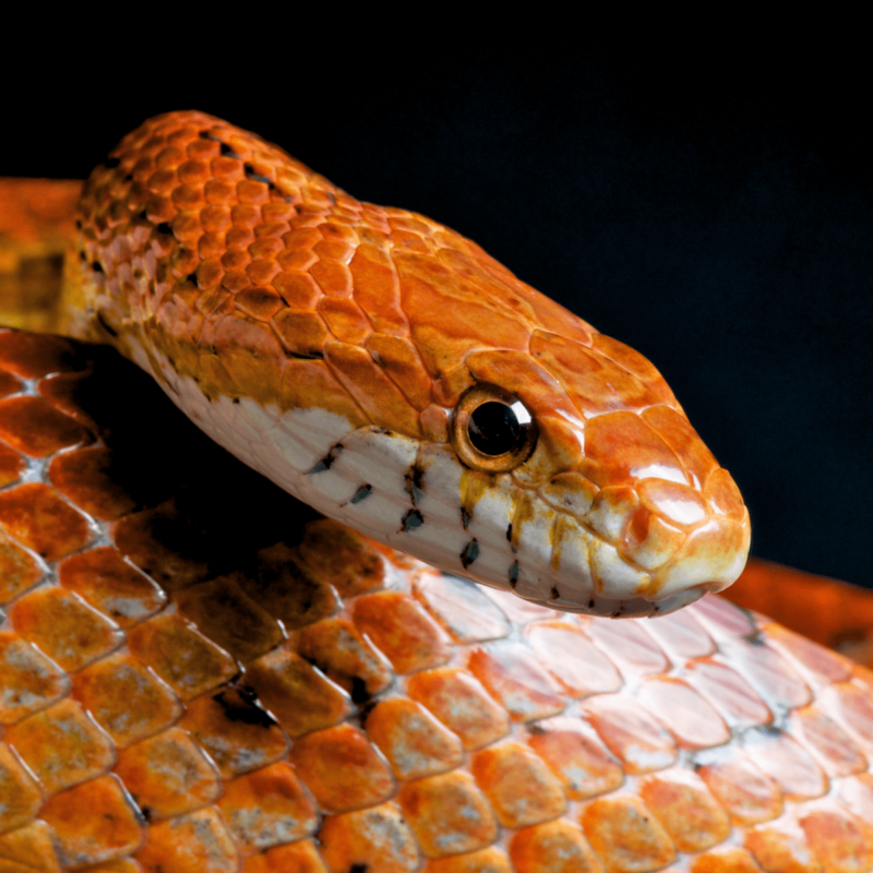 Are Corn Snakes Poisonous or Safe Pets?