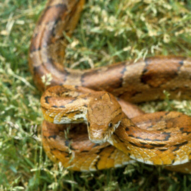 Are Corn Snakes Venomous? Safety Information