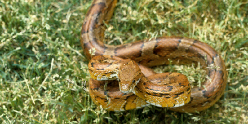 Are Corn Snakes Venomous? Safety Information