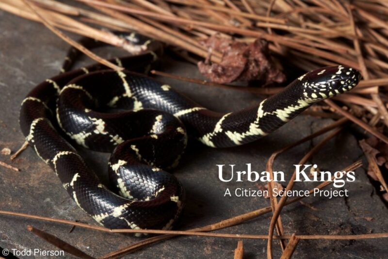 Are Eastern King Snakes Poisonous: Facts & Safety