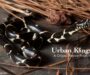 Are Eastern King Snakes Poisonous: Facts & Safety