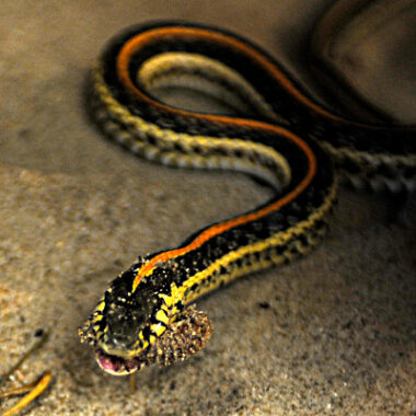 Are Garter Snake Poisonous: Safety Facts Guide