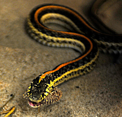 Are Garter Snake Poisonous: Safety Facts Guide